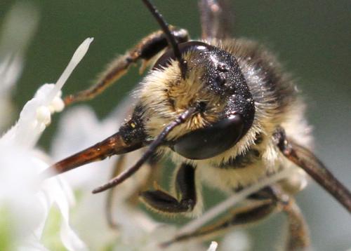 Réf. 209 701 : Megachile sp.